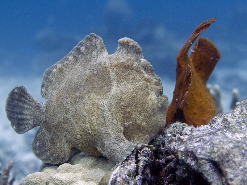 Sibuan West, Frogfish